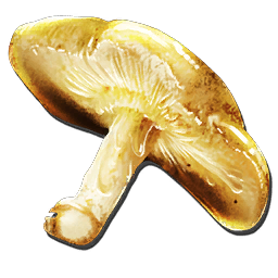 Золотистый гриб