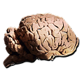 Мозг Аллозавра
